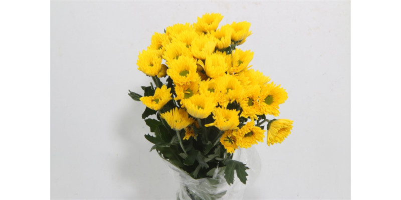 Chrysanthemums T Korona 70cm A1 Col-Yellow
