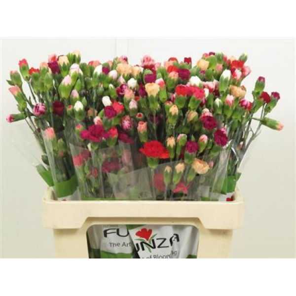 Dianthus Tr Rainbow 65cm A1 Col-Mixed