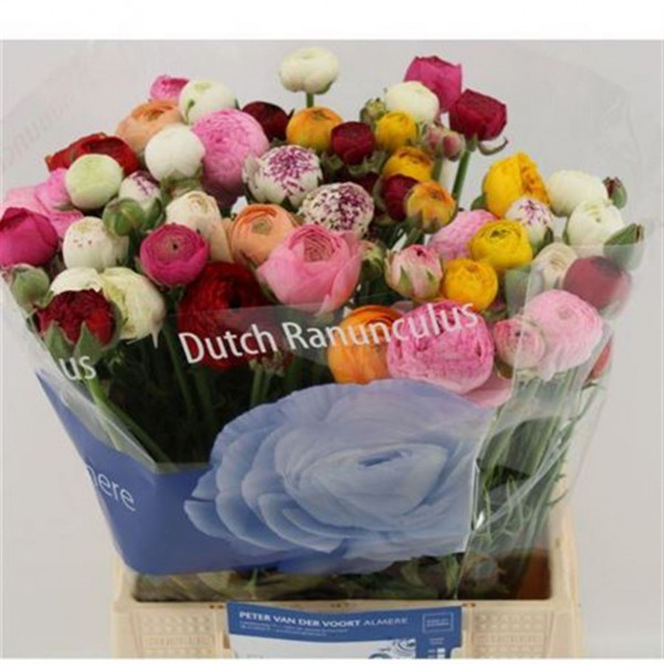 Ranunculus Cloni-ponpon Mix Extra 40cm A1