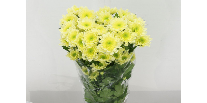 Chrysanthemums T Radost Cream 65cm A1 Col-Cream