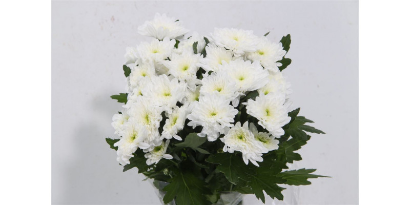 Chrysanthemums T Bonita 70cm A1 Col-White