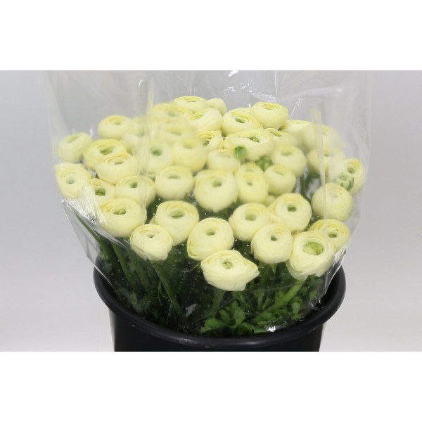 Ranunculus Su Creme 511 Extra 40cm A1 Col-Cream