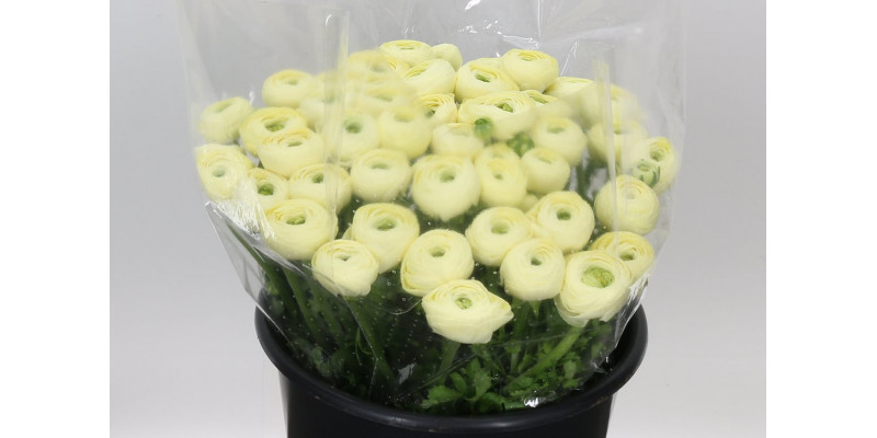 Ranunculus Su Creme 511 Extra 40cm A1 Col-Cream