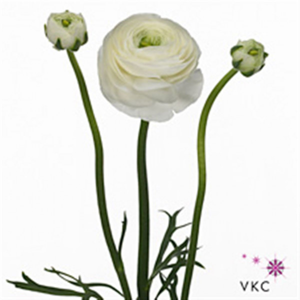 Ranunculus Su B200 Extra 45cm A1 Col-White