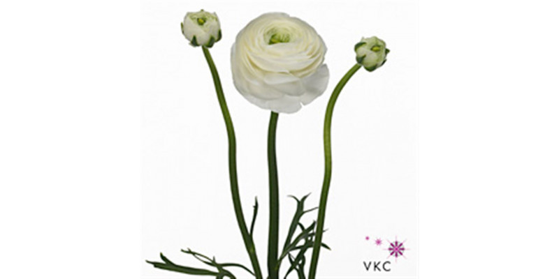 Ranunculus Su Sr Firenze Extra 45cm A1 Col-White