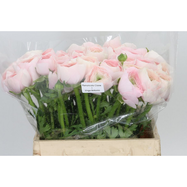 Ranunculus Su Hanoi Extra 40cm A1 Col-Peach