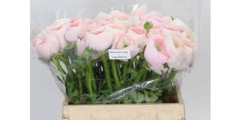 Ranunculus Su Hanoi Extra 45cm A1 Col-Peach