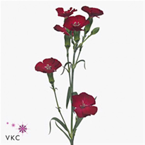 Dianthus Solomio Edo X20 65cm A1 Col-Red