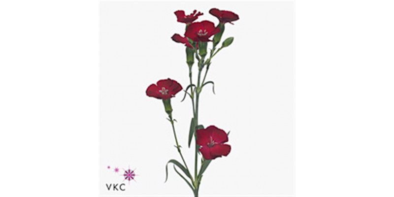 Dianthus Solomio Edo X20 65cm A1 Col-Red