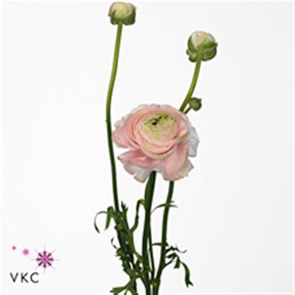 Ranunculus El Aazure Soft Pink 40cm A1 Col-Pink