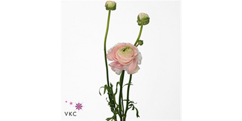 Ranunculus El Aazure Soft Pink 40cm A1 Col-Pink