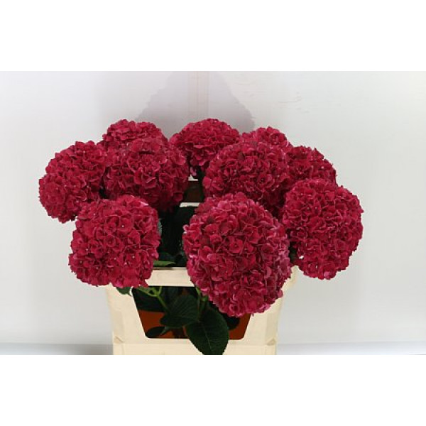 Hydrangea M Mag Rubyred 80cm  Col-Red