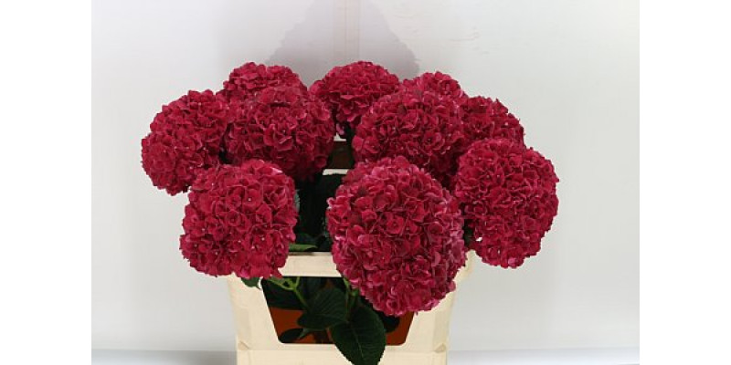 Hydrangea M Mag Rubyred 80cm  Col-Red