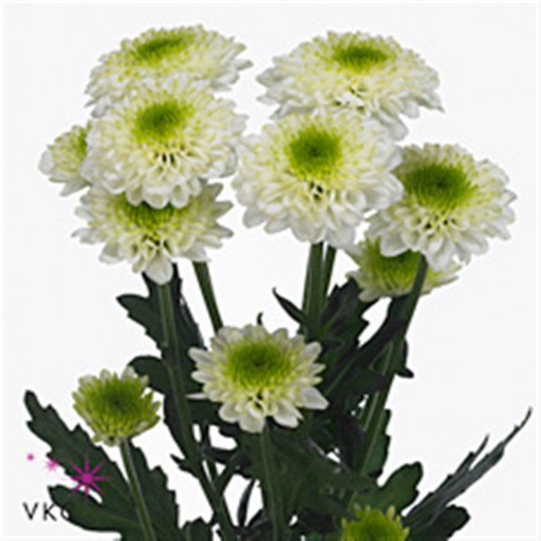 Chrysanthemums S Aaa Solange 55cm A1 Col-Cream