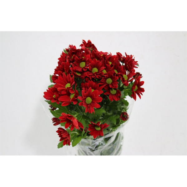 Chrysanthemums T Bontempi 70cm A1 Col-Red