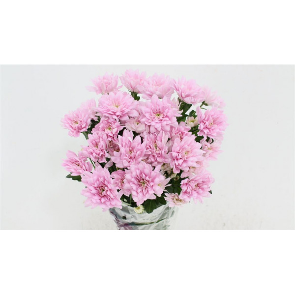 Chrysanthemums T Baltica Pink 70cm A1 Col-Pink