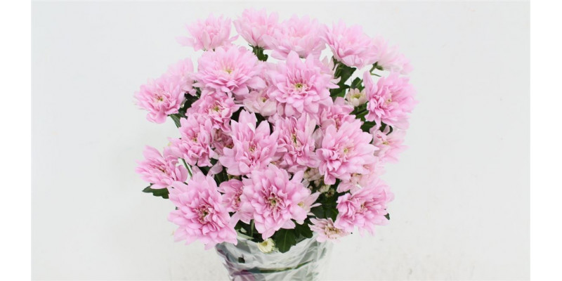 Chrysanthemums T Baltica Pink 70cm A1 Col-Pink