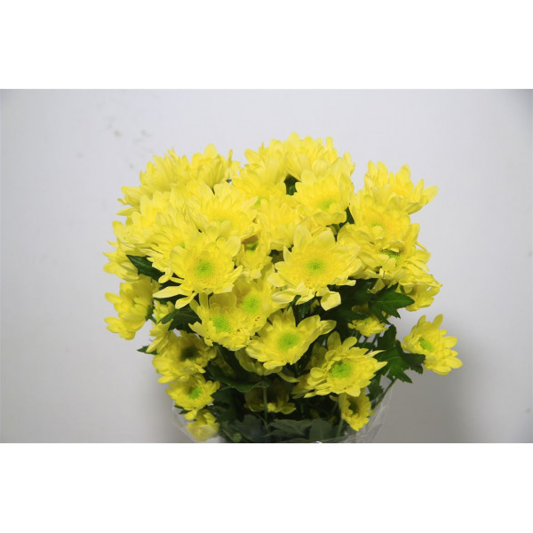 Chrysanthemums T Radost Yellow 65cm A1 Col-Yellow