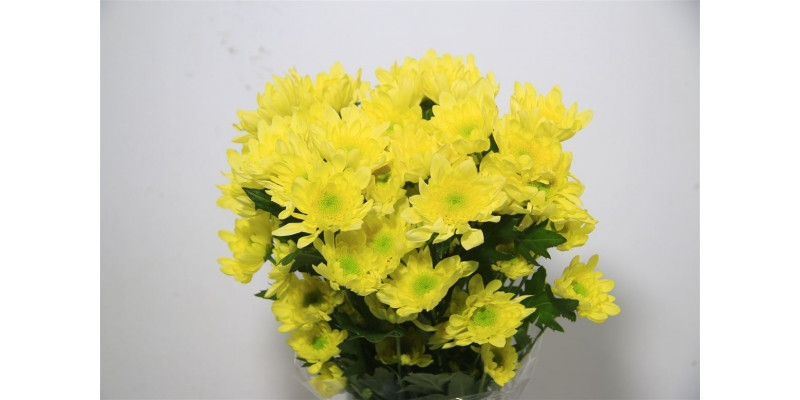 Chrysanthemums T Radost Yellow 65cm A1 Col-Yellow