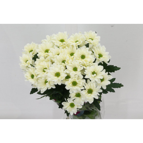 Chrysanthemums T Prosecco 70cm A1 Col-Cream