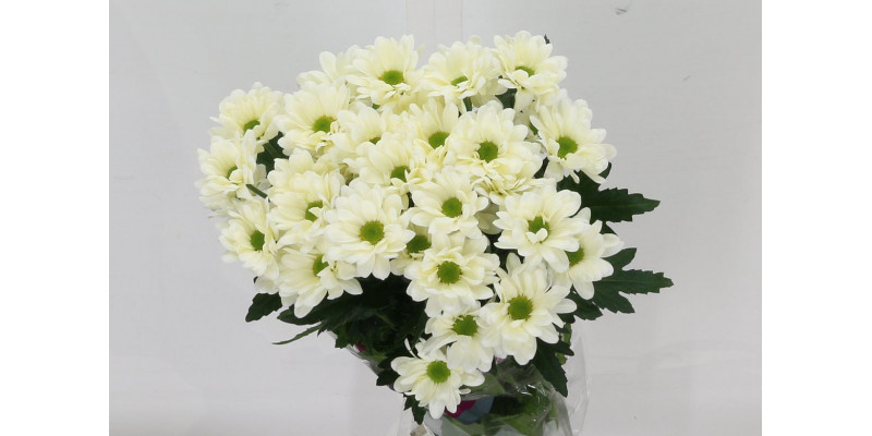 Chrysanthemums T Prosecco 70cm A1 Col-Cream
