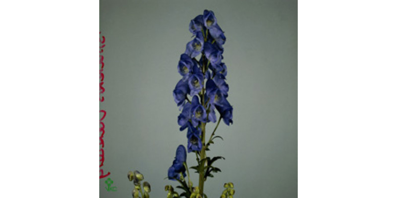 Aconitum Arendsii 80cm A1 Col-Blue
