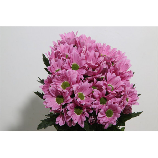 Chrysanthemums T Rihanna 70cm A1 Col-Pink