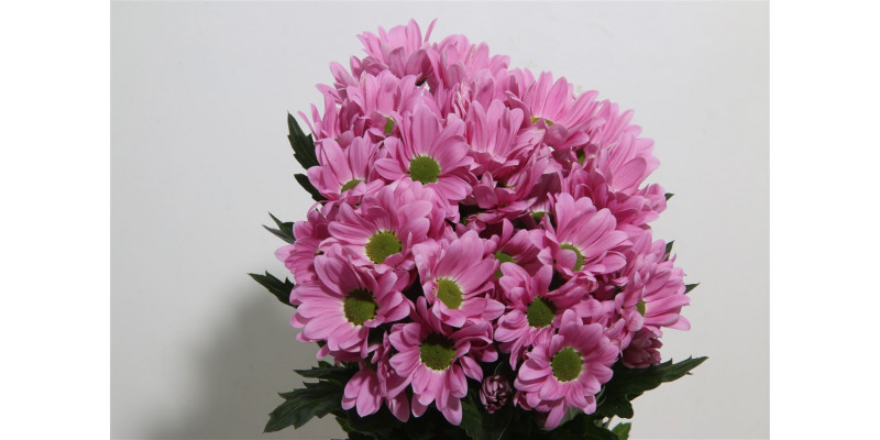 Chrysanthemums T Rihanna 70cm A1 Col-Pink