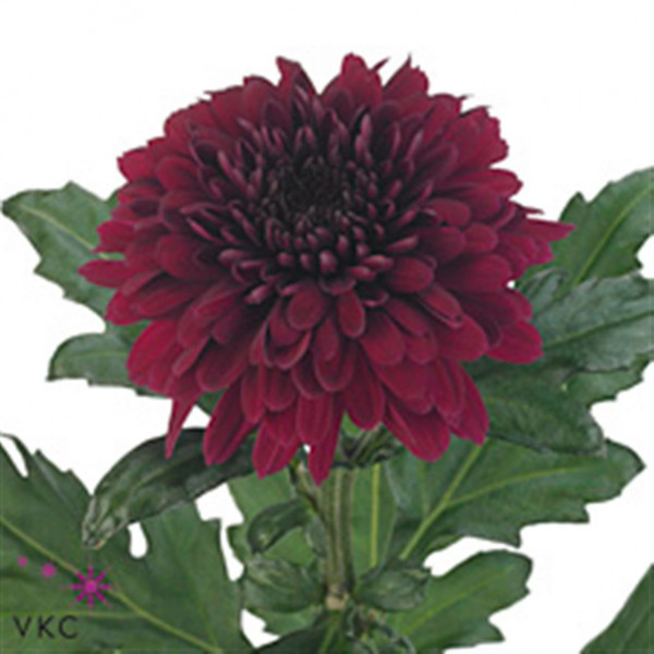 Chrysanthemums G Barca 70cm A1 Col-Dark Red