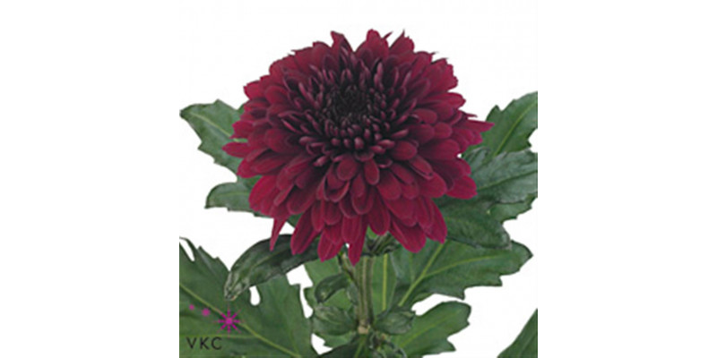 Chrysanthemums G Barca 70cm A1 Col-Dark Red