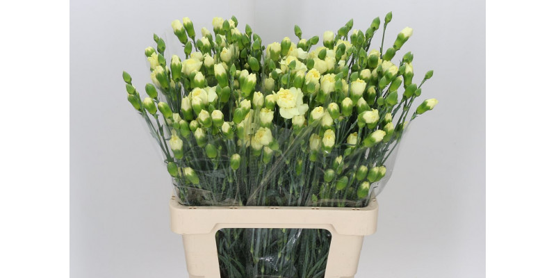 Dianthus Tr Xanthe 60cm A1 Col-Yellow