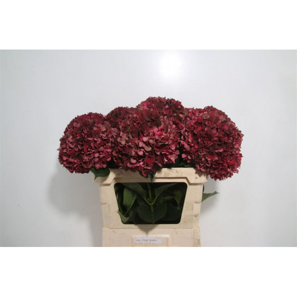 Hydrangea M Mag Rubyrd Cl 75cm A1 Col-Wine Red