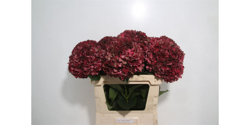 Hydrangea M Mag Rubyrd Cl A1 Col-Wine Red