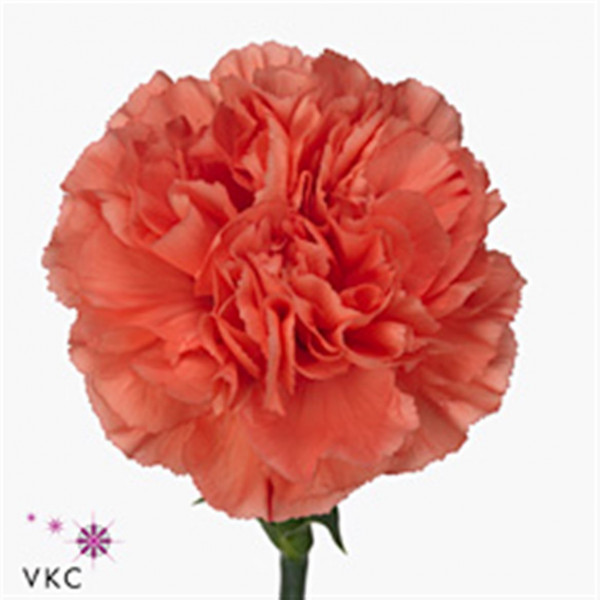 Dianthus St Caroline 70cm  Col-Orange