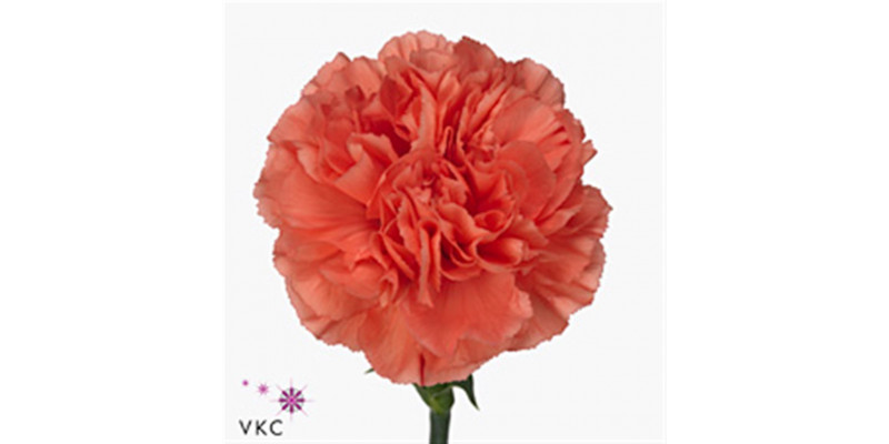 Dianthus St Caroline 70cm  Col-Orange