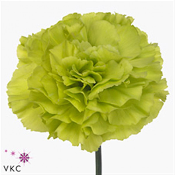 Dianthus St Oliva 60cm A1 Col-Green