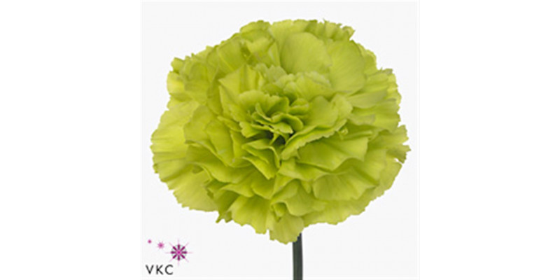 Dianthus St Oliva 60cm A1 Col-Green