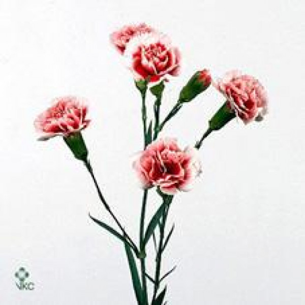 Dianthus Tr Scarlette Select 65cm A1 Col-Bicolor