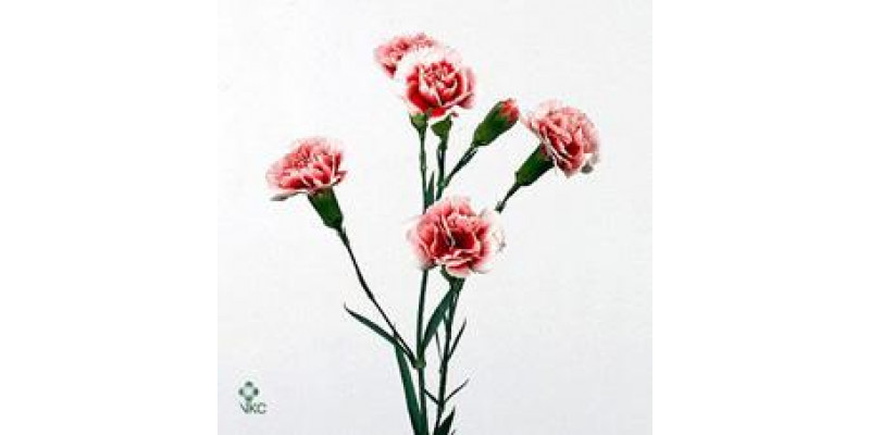 Dianthus Tr Scarlette Select 65cm A1 Col-Bicolor