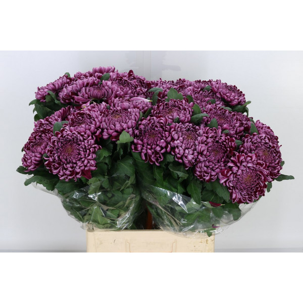 Chrysanthemums G Gilb L Purple 80cm A1 Col-Milka