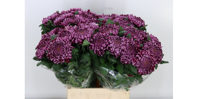 Chrysanthemums G Gilb L Purple 80cm A1 Col-Milka