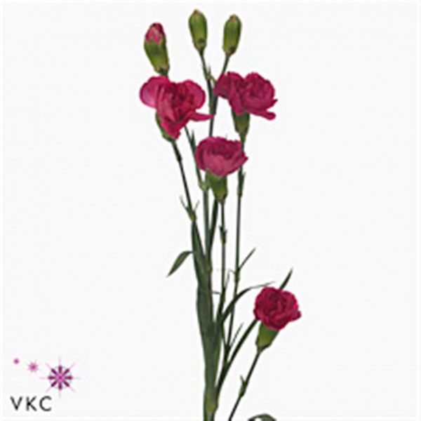 Dianthus Tr Pigeon Select X5 65cm A1 Col-Cerise