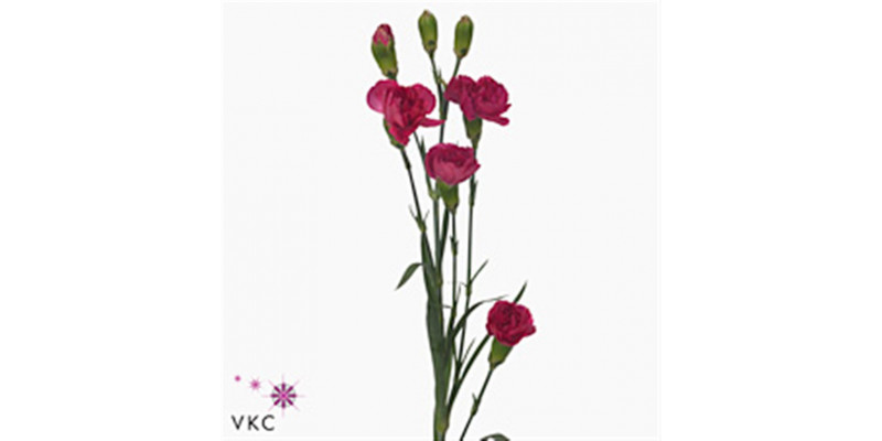 Dianthus Tr Pigeon Select X5 65cm A1 Col-Cerise