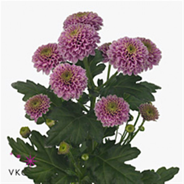 Chrysanthemums S Aaa Doria 55cm A1 Col-Purple