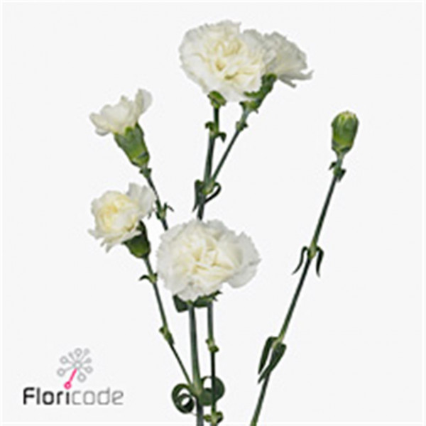 Dianthus Tr Tarifa Wit Select 65cm  Col-White