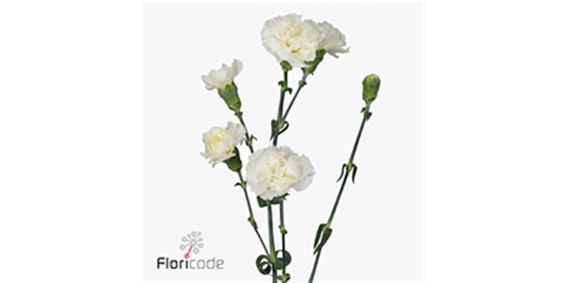 Dianthus Tr Tarifa Wit Select 65cm  Col-White