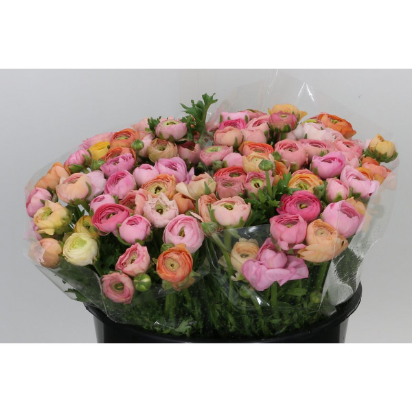 Ranunculus El Salmon Extra (sal) 40cm A1 Col-Peach