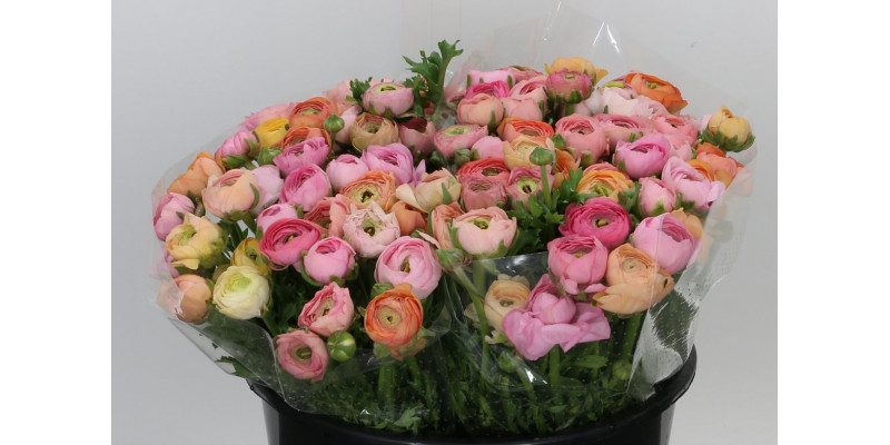 Ranunculus El Salmon Extra (sal) 40cm A1 Col-Peach