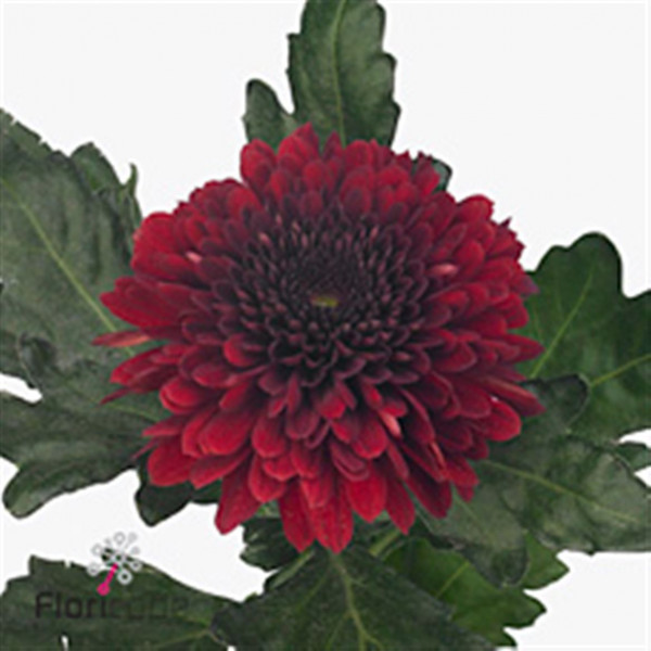 Chrysanthemums G Barca Red 70cm A1 Col-Dark Red