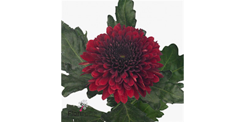 Chrysanthemums G Barca Red 70cm A1 Col-Dark Red